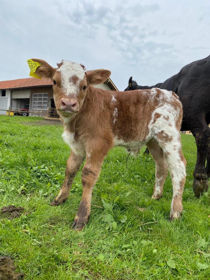 Apartamento Biohof-Feichtinger Zell am Moos Exterior foto